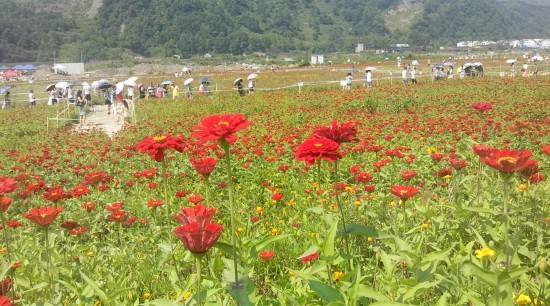 蓟州打造三色花海发展乡村旅游