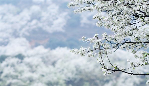 鞍山(千山)梨花节