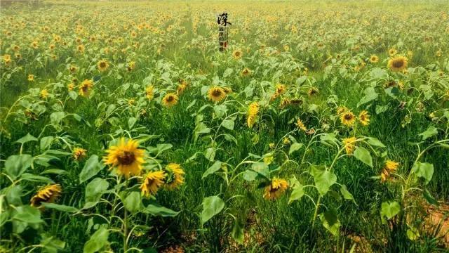 泰安市泰山区加快构建全域旅游发展格局