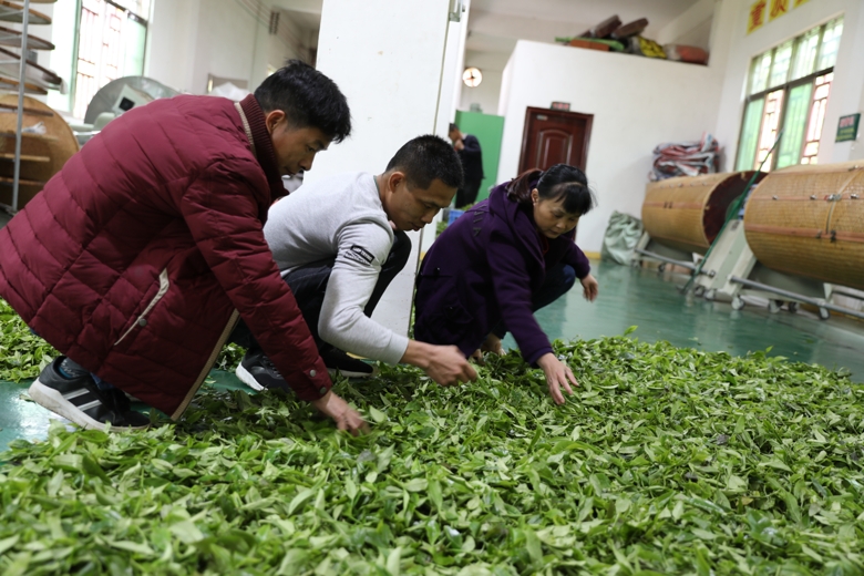 广东：单枞茶叶炮制比赛在兴宁市径南镇举行